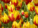 Yellow and red tulips, Keukenhof Gardens, Netherlands